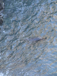 SX24762 Swimming seal.jpg